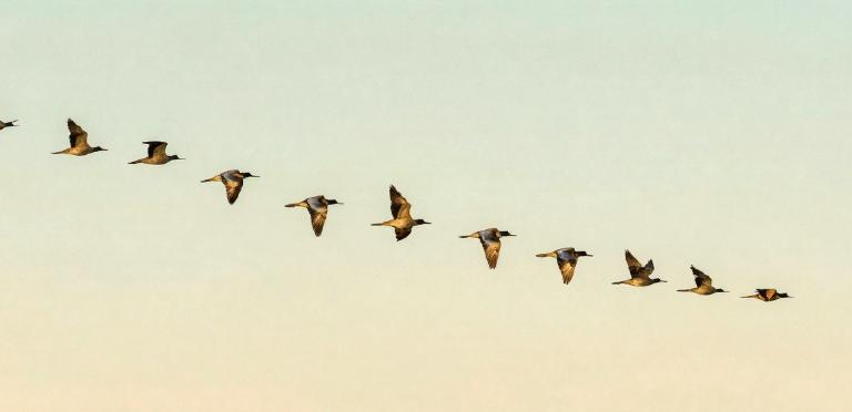 Why I'm Fascinated by Distributed Sorting (and Why You Should Be Too)